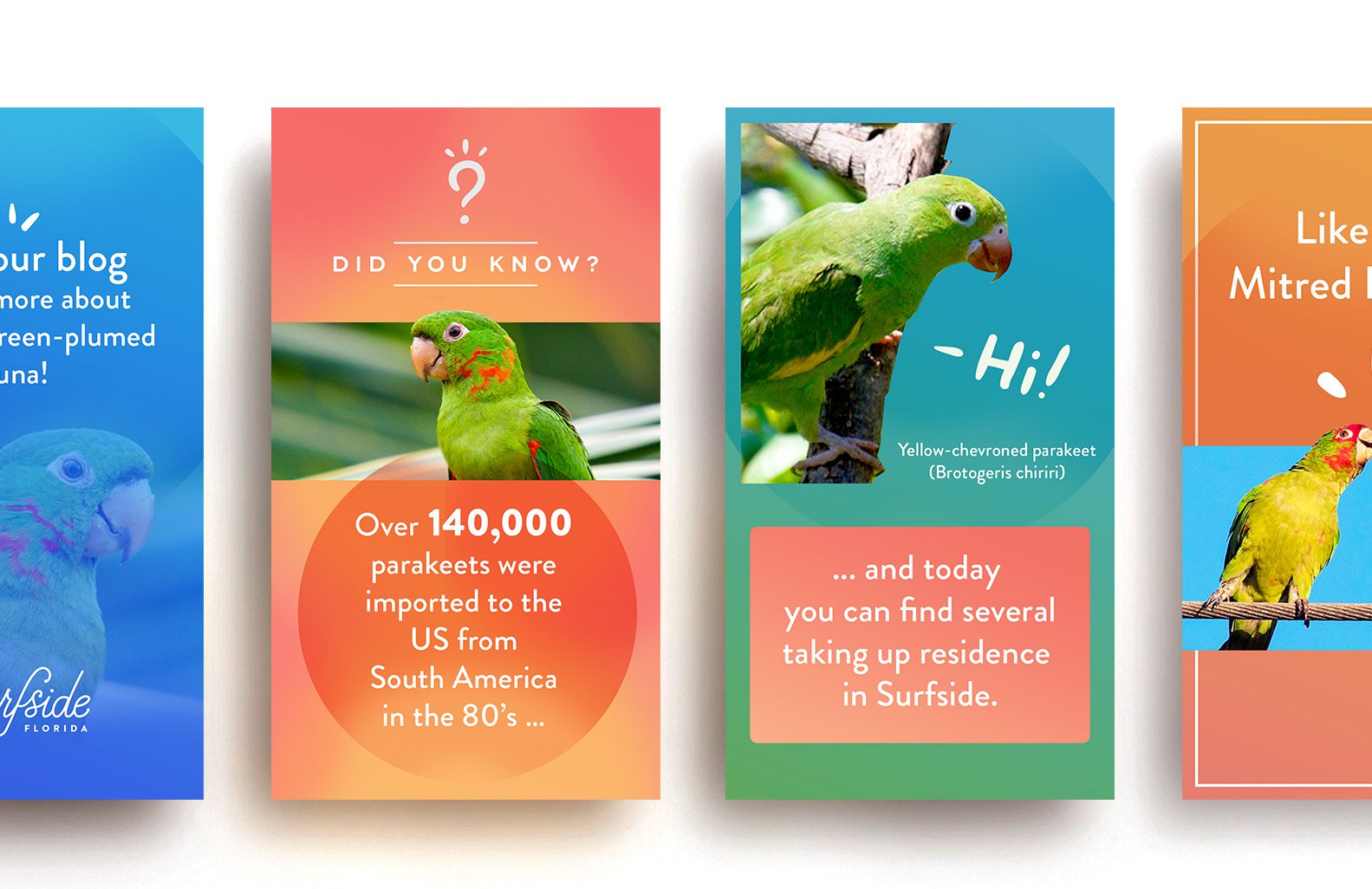 Jacober Creative Identity and Campaign for the Town of Surfside Florida - Photo Social Media stories design featuring Surfside birds